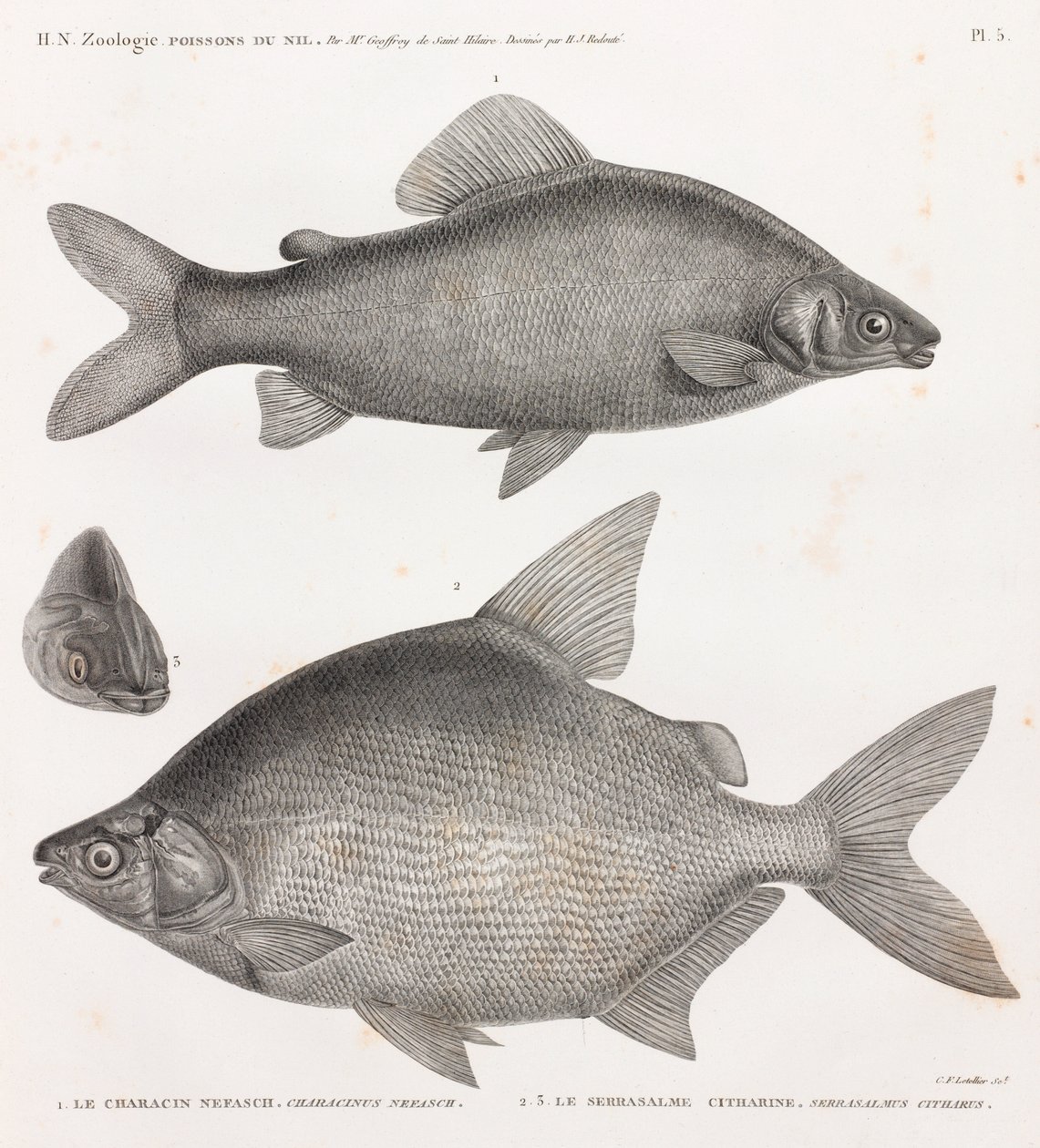 Fisk: Characin Nefasch & Serrasalme Citharine av Unbekannt