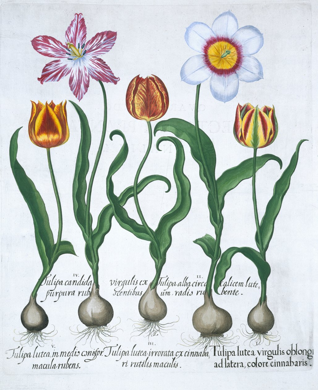 Fem tulipaner, 1613 av Unbekannt