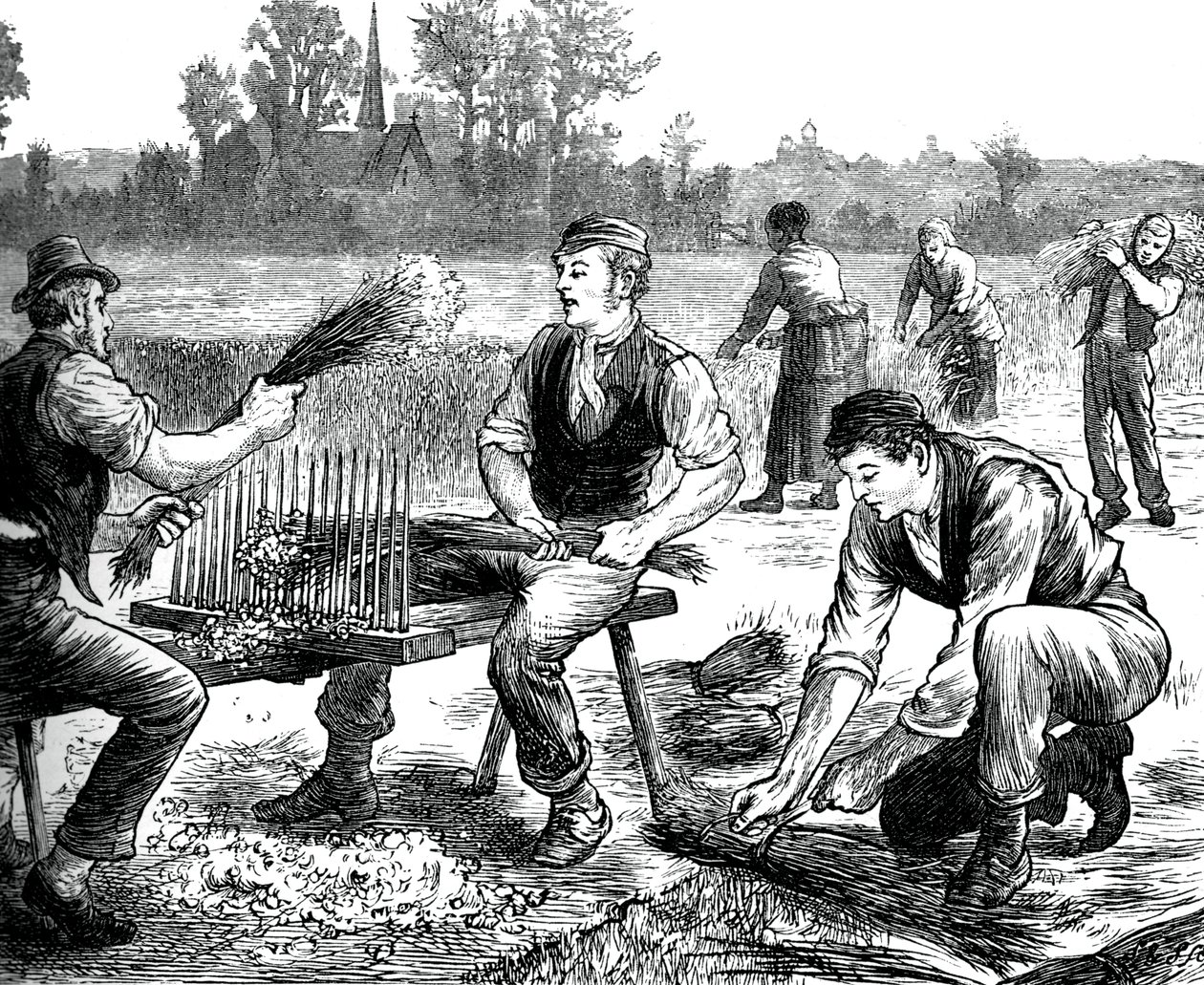 Lin krusende, c1880 av Unbekannt