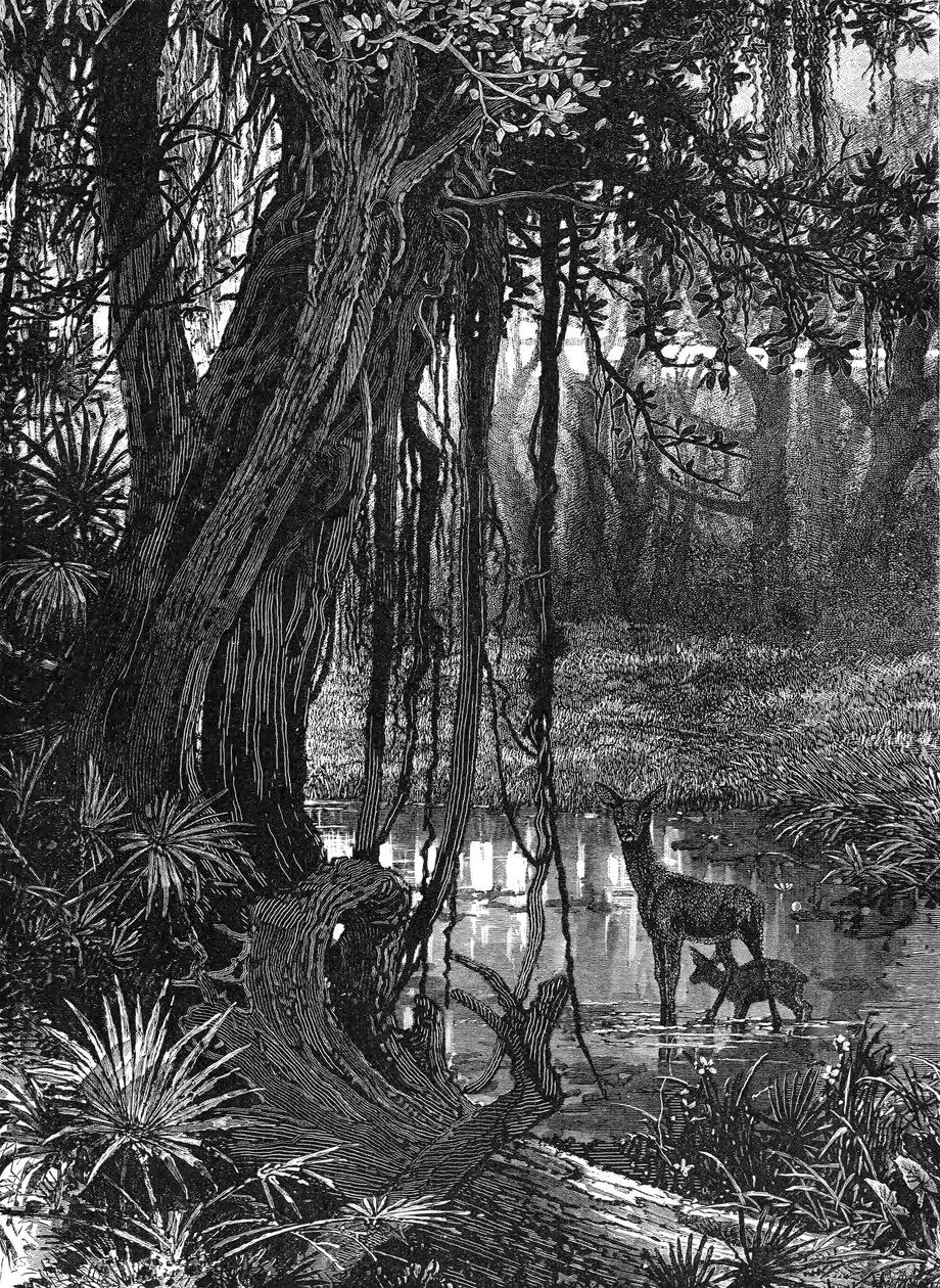 Florida Everglades, USA, c1885 av Unbekannt