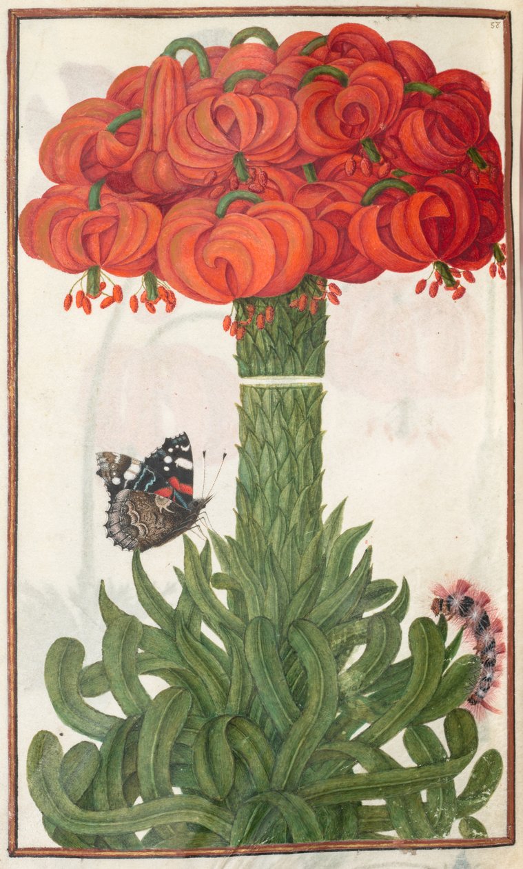 Florilegium: side 18 verso boquet av oransje liljer, 1608. av Unbekannt