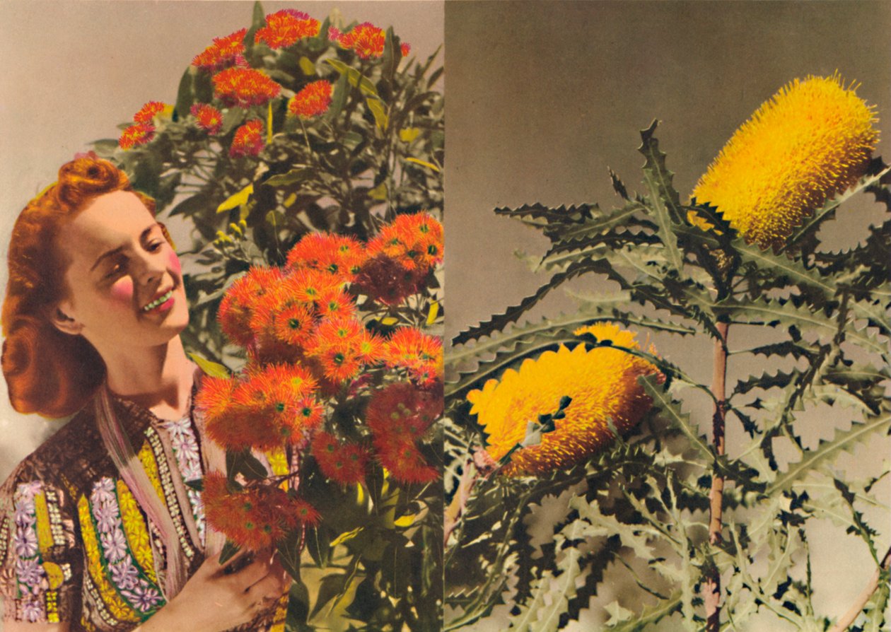 Blomstrende Gum og Banksia, c1947. av Unbekannt
