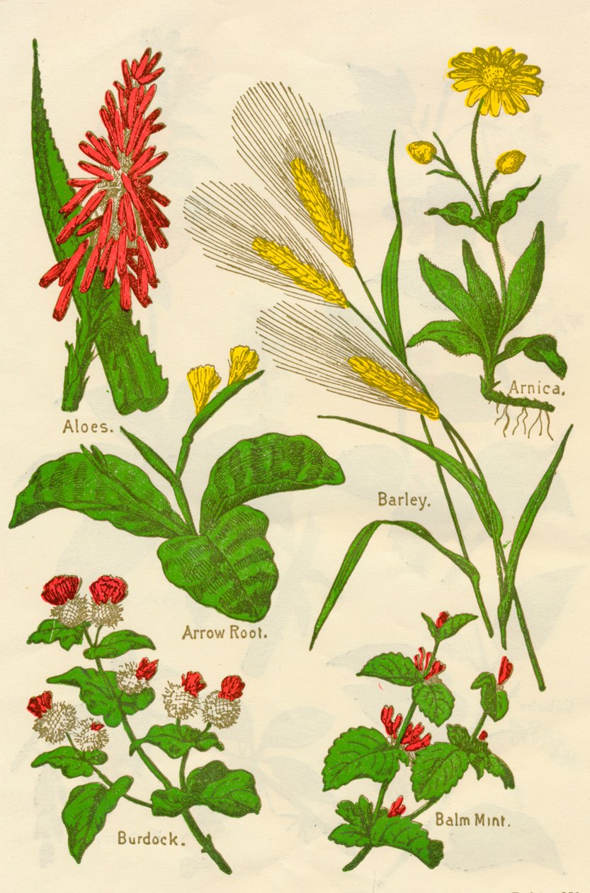 Blomster: Aloe, Arnica, Pilrot, Bygg, Balsammynte, Burdock, c1940. av Unbekannt