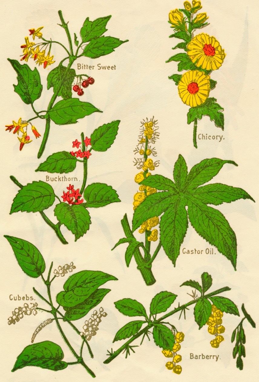 Blomster: bittersøt, tindved, terninger, sikori, ricinusolje, berberis, c1940. av Unbekannt