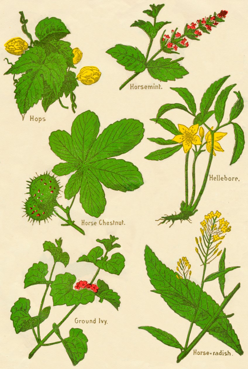 Blomster: humle, hestemynte, hestekastanje, hellebore, malt eføy, pepperrot, c1940 av Unbekannt