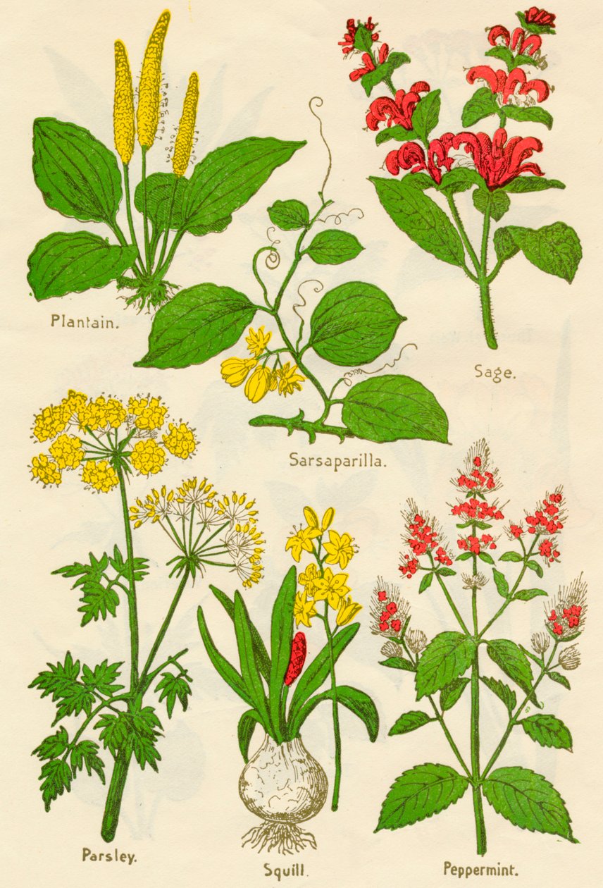 Blomster: Groblad, Sarsaparilla, Salvie, Persille, Squill, Peppermynte, c1940 av Unbekannt