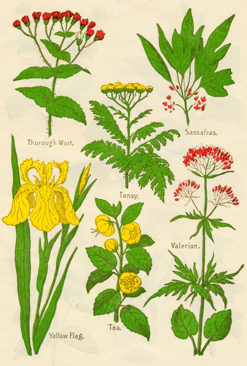 Blomster: Grundig vørter, Tansy, Sassafras, Valerian, Gult Flagg, Te, Valerian, c1940 av Unbekannt