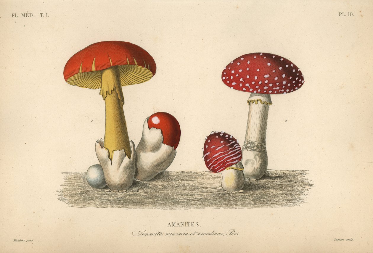 Fluesopp, Amanita muscaria, keiserlig sopp, Amanita aurantiaca av Unbekannt