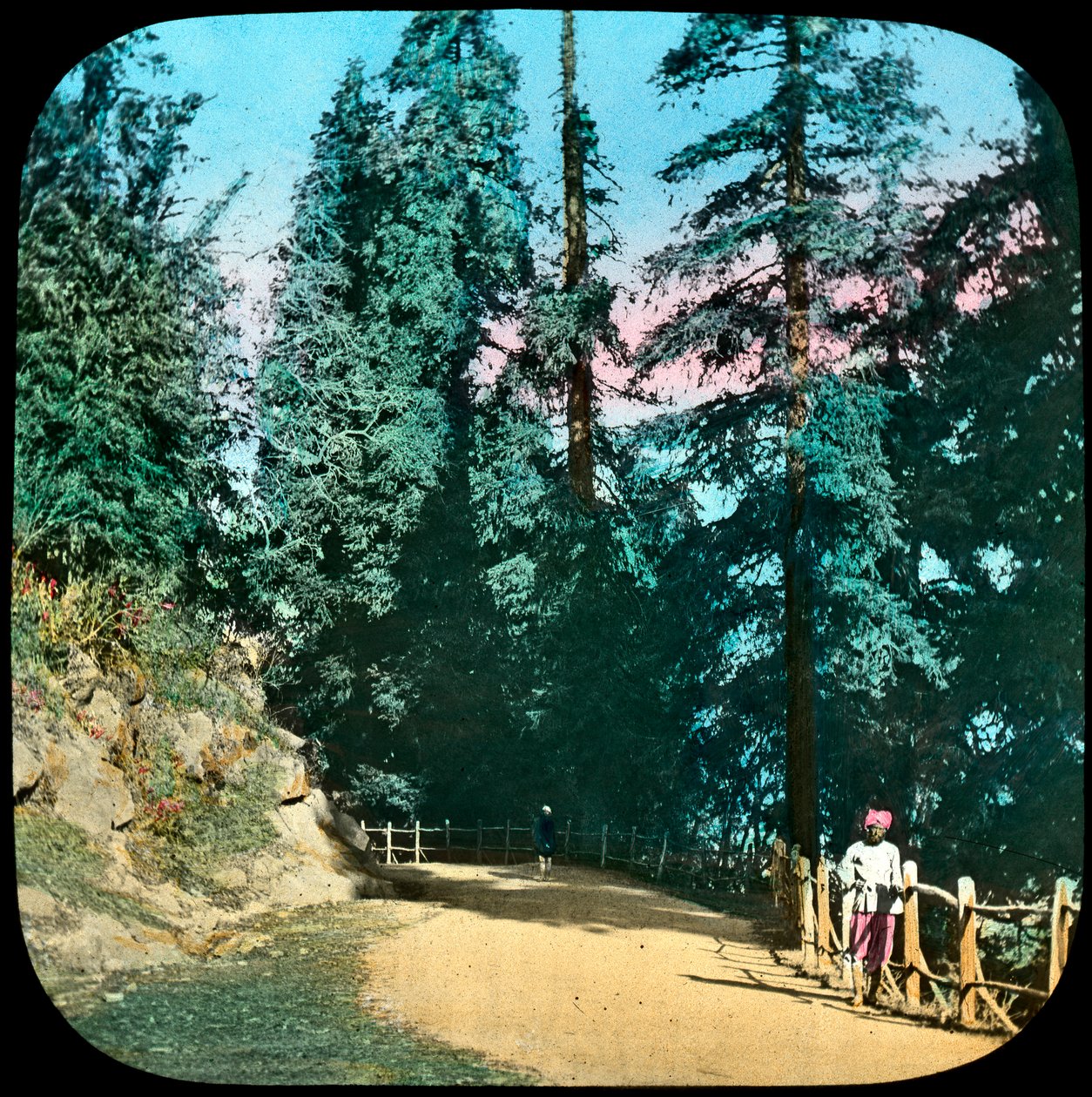 Forest, Murree, India, slutten av 1800- eller begynnelsen av 1900-tallet av Unbekannt