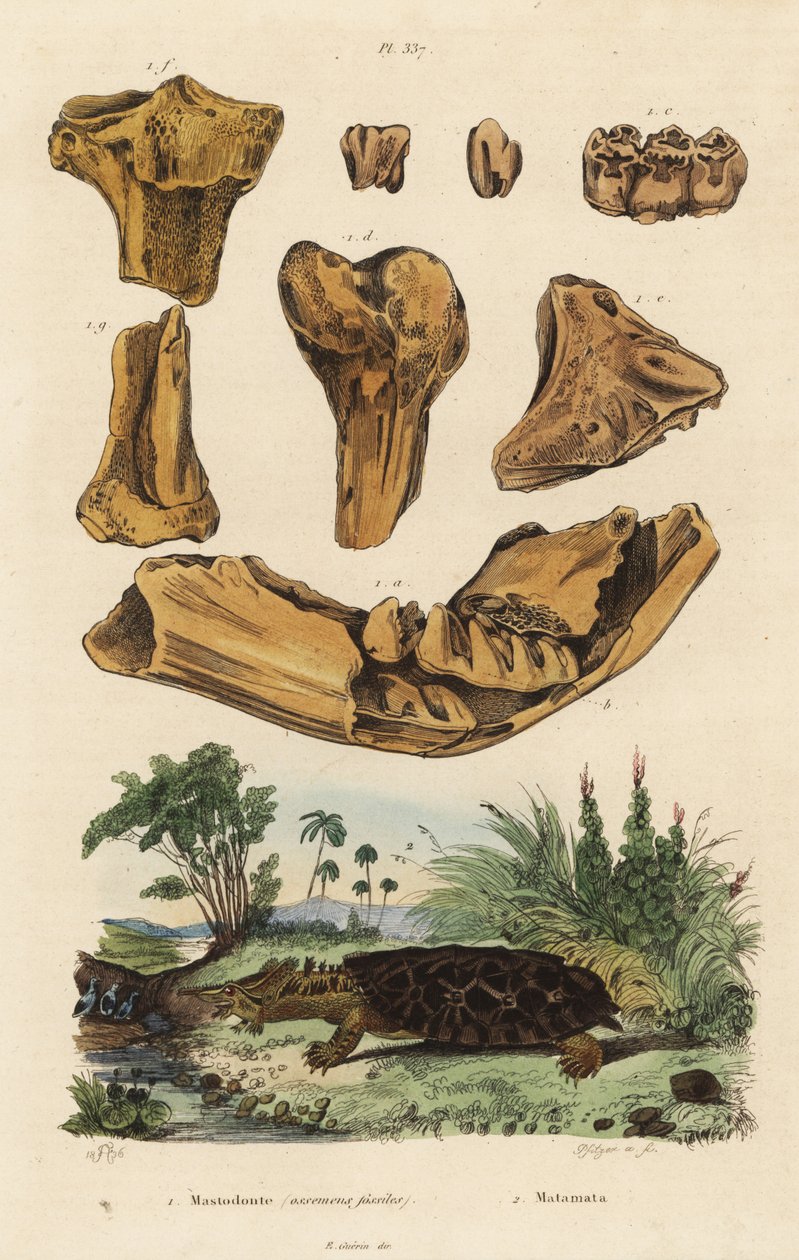 Fossile bein fra en utdødd amerikansk mastodont, Mammut americanum 1, og mata mata, Chelus fimbriata 2 av Unbekannt