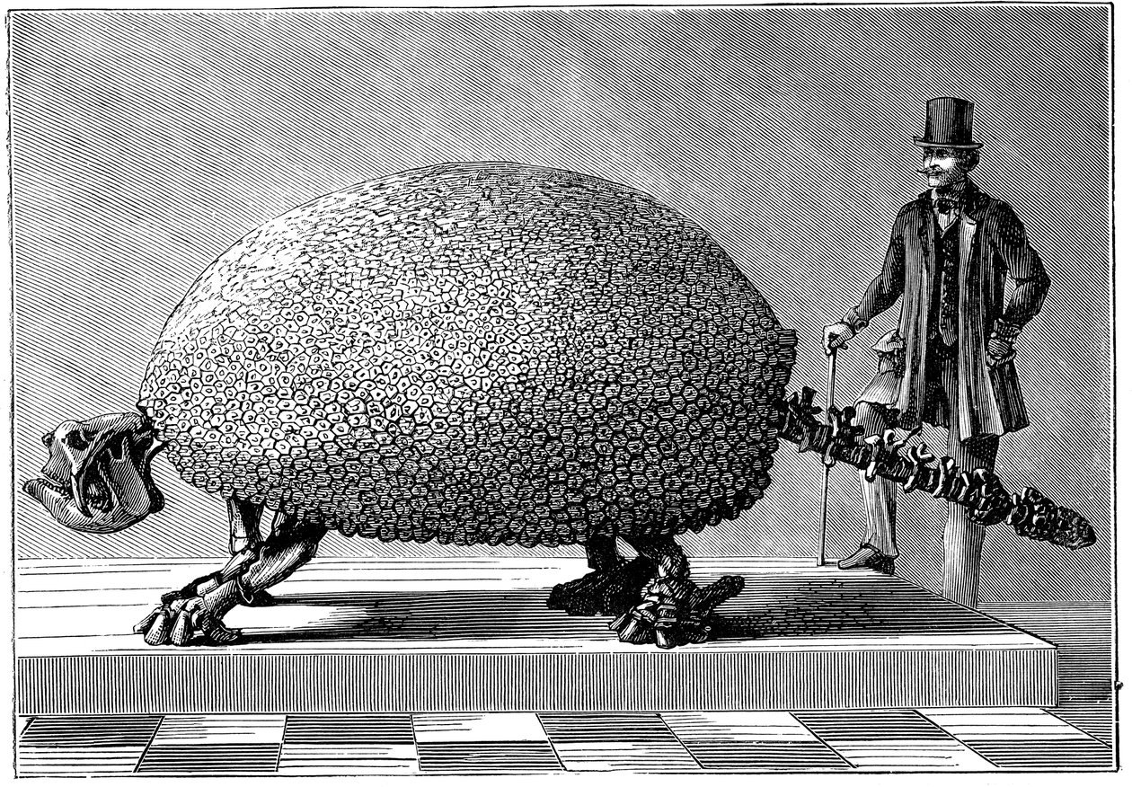 Fossil av en gigantisk beltedyr fra Sør-Amerika, c1890 av Unbekannt