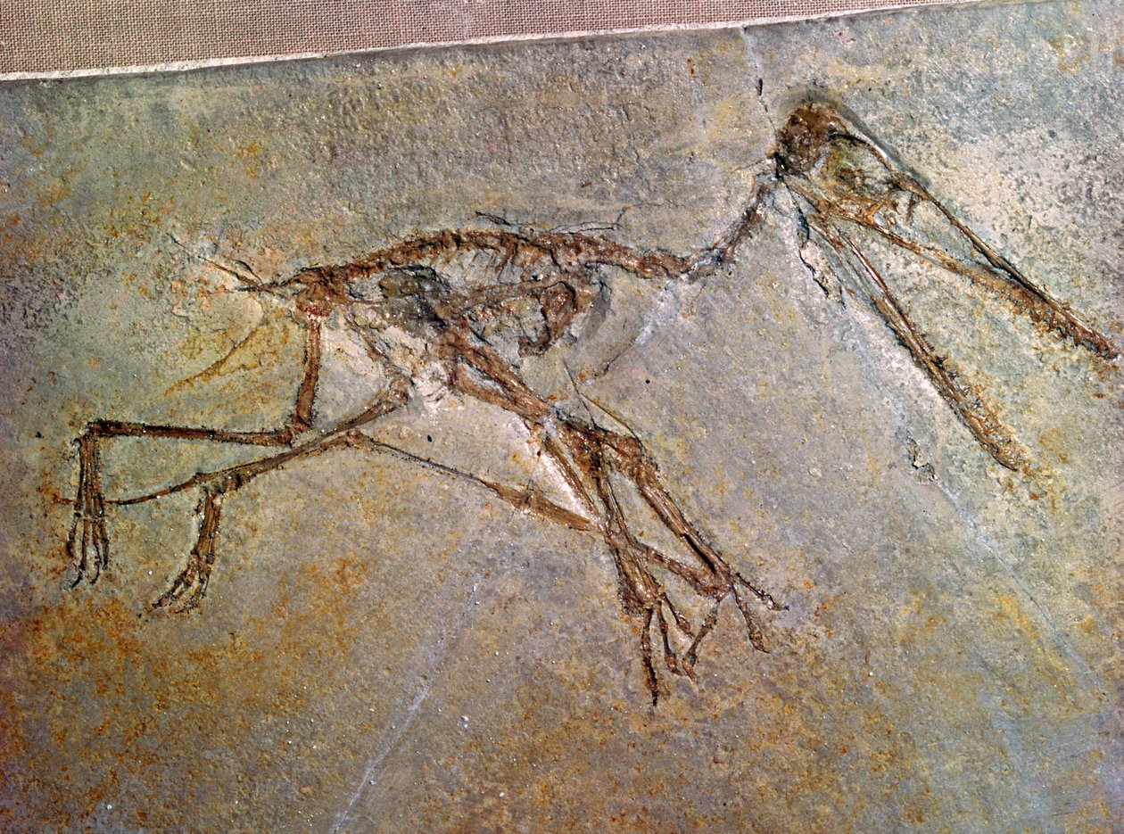 Fossilt skjelett av en Pterodactyl, fra British Museums samling av Unbekannt