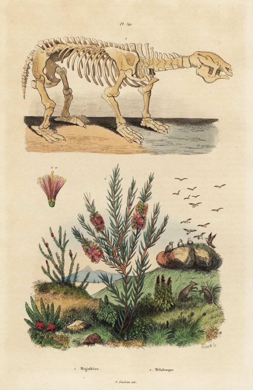 Fossilt skjelett av en utdødd gigantisk dovendyr, Megatherium americanum, og tea tree eller honningmyrtebusk, Melaleuca-arter av Unbekannt