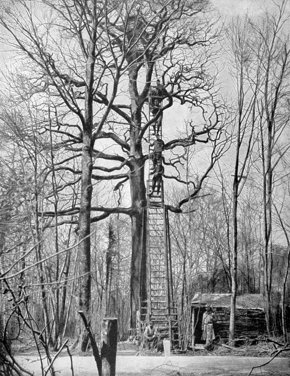 Fransk observasjonspost i et tre, Frankrike, første verdenskrig, 1915 av Unbekannt