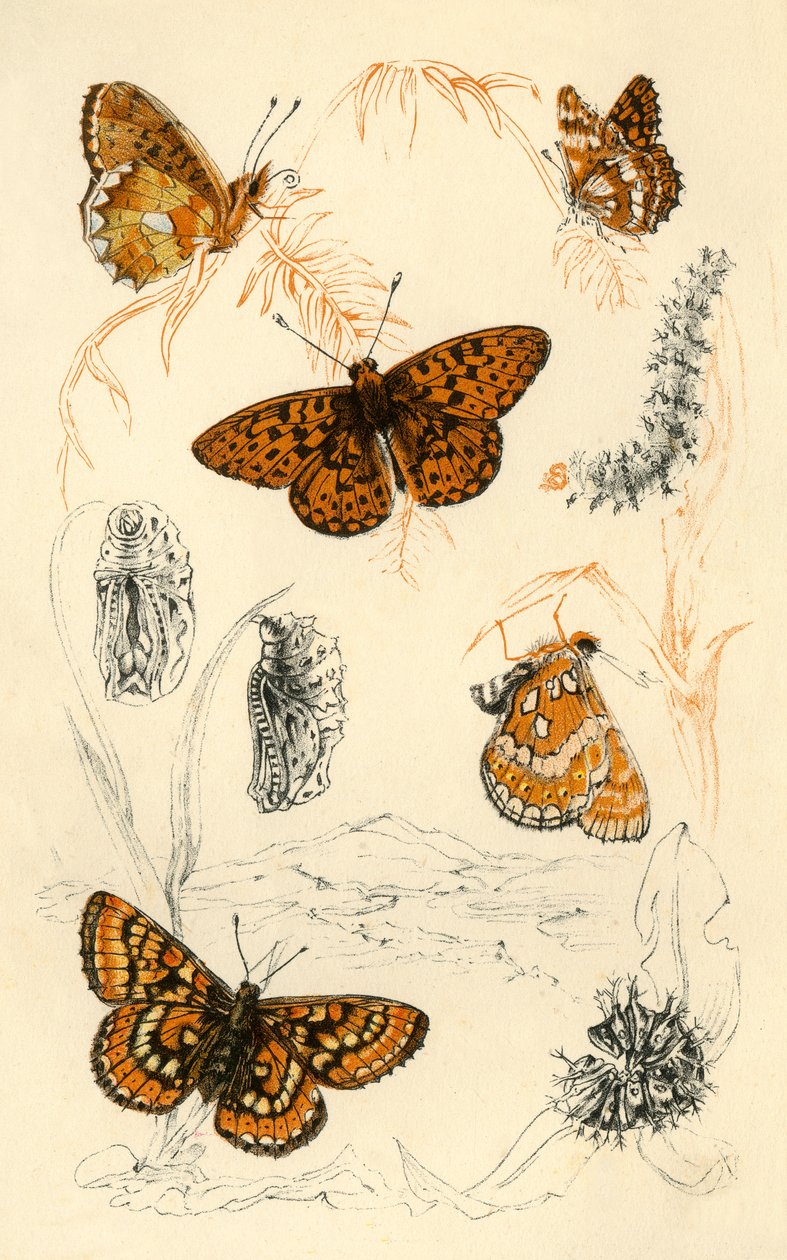 Fritillary sommerfugler, 1800-tallet. av Unbekannt