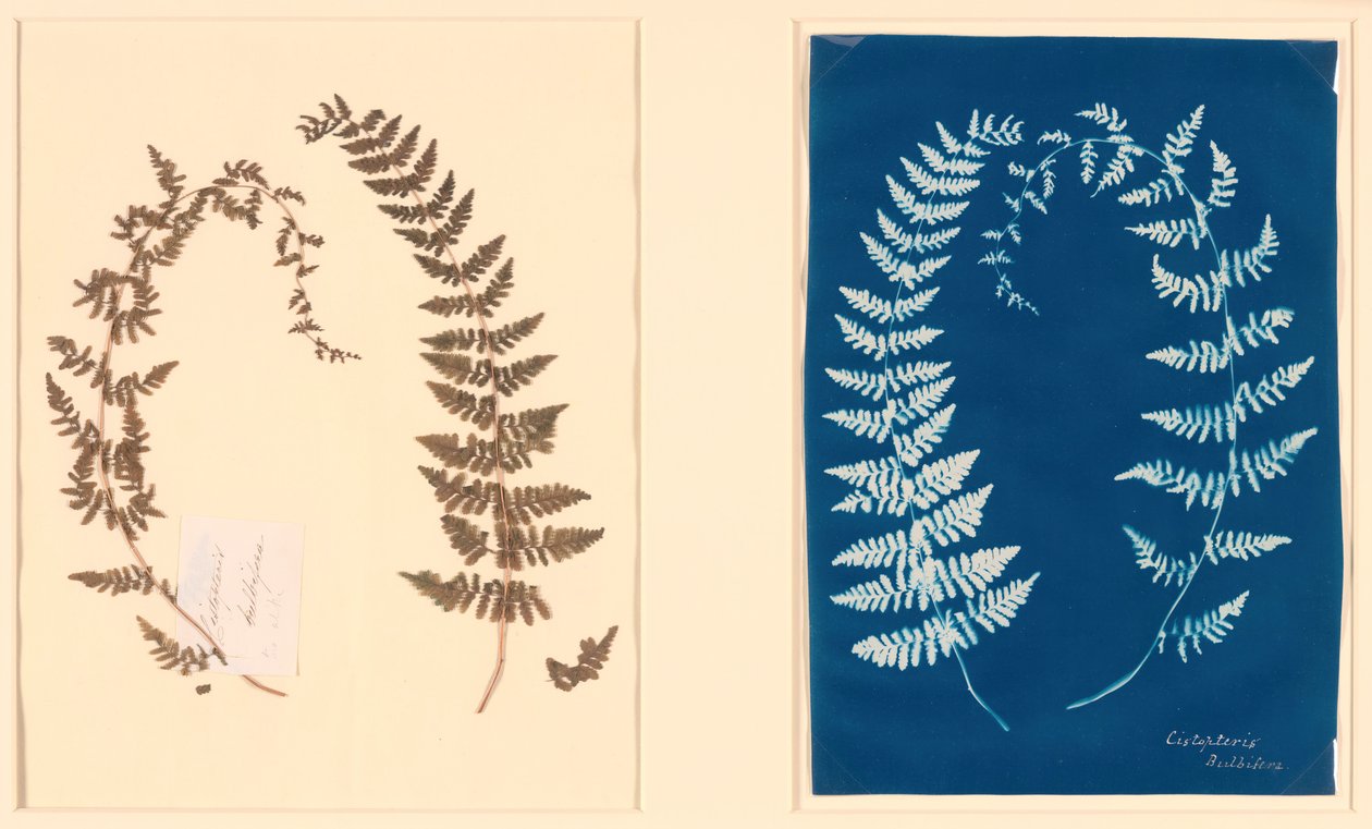 Fra Hatton Fern Album, ca. 1850. av Unbekannt