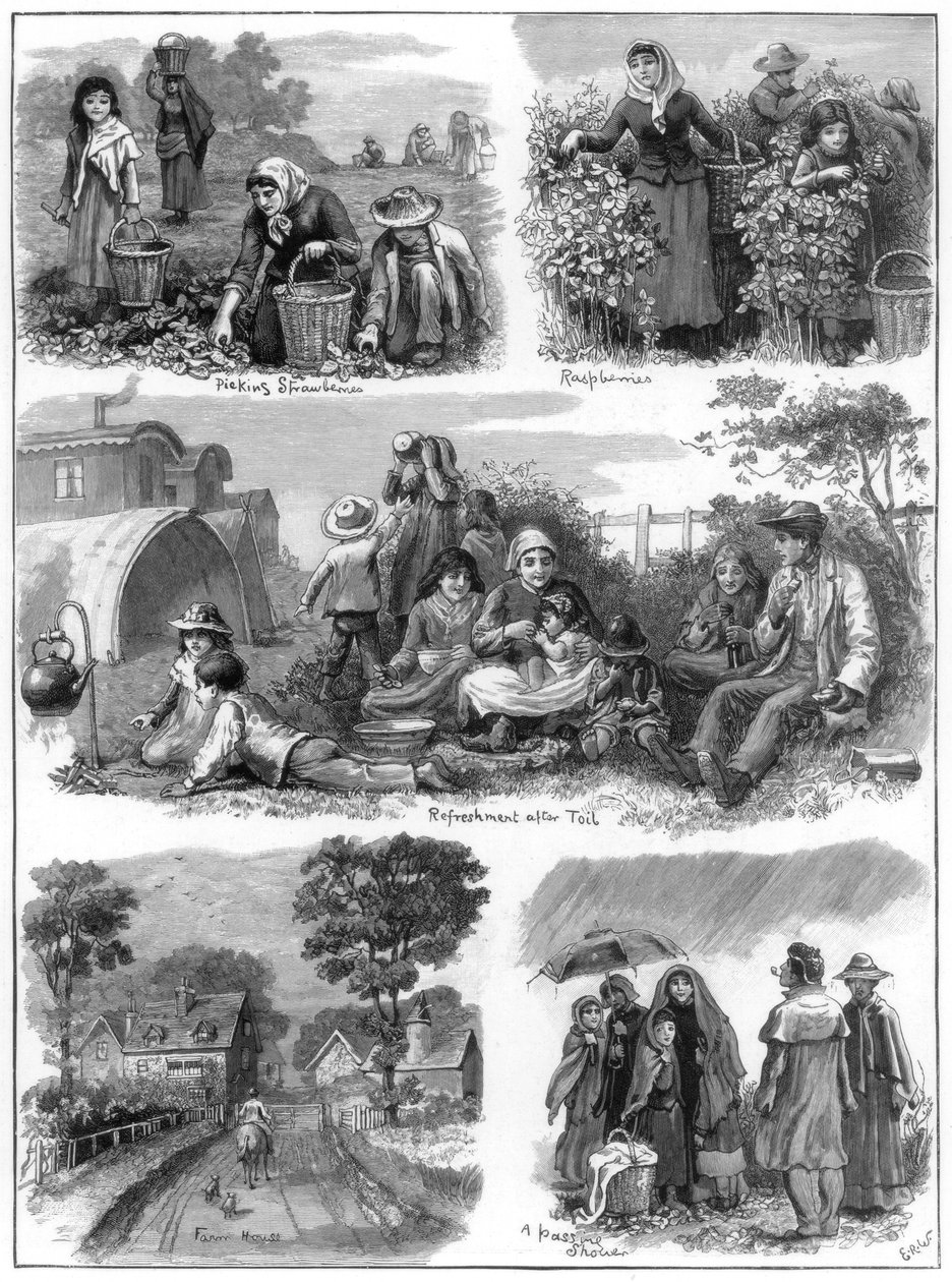 Fruktsamlere, 1899 av Unbekannt