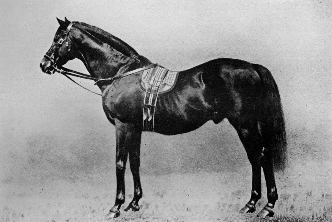 Galopin, 1872-1899, 1911 av Unbekannt