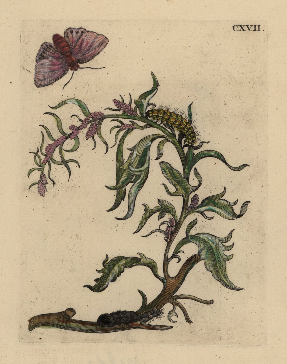 Hageorache, Atriplex hortensis, med møll, larve og puppe av Unbekannt