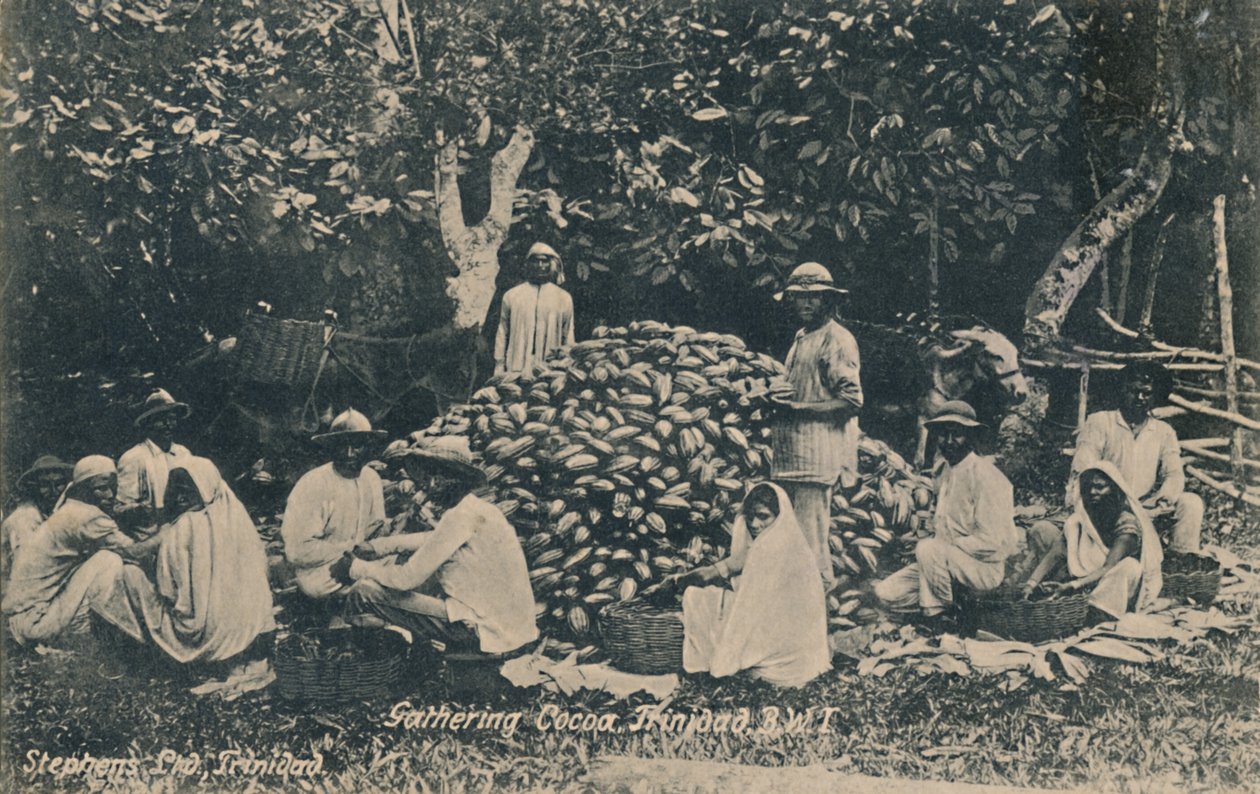 Gathering Cocoa, Trinidad, B.W.I., tidlig på 1900-tallet. av Unbekannt