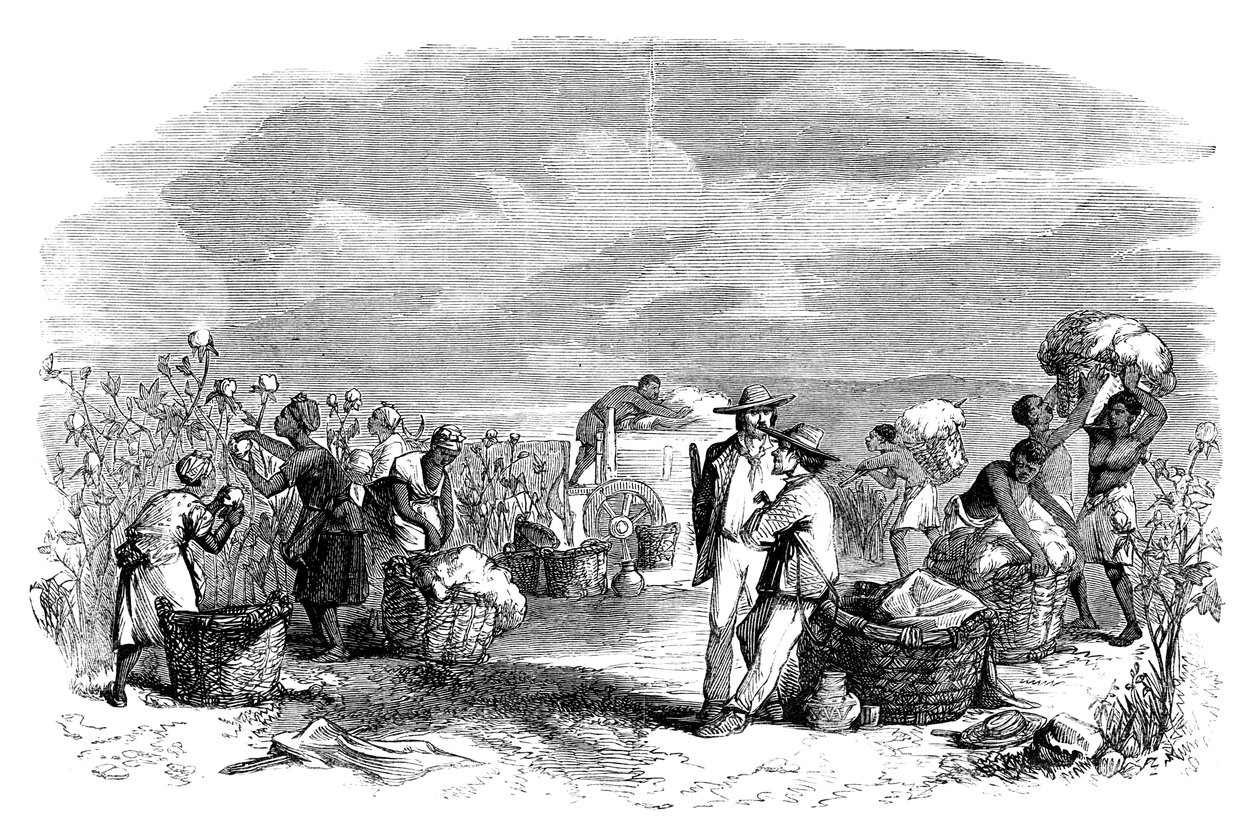 Samling av bomull i en bomullsplantasje, c1895 av Unbekannt