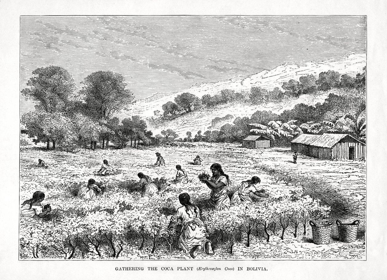 Innsamling av Coca Plant Erythroxylum coca i Bolivia, 1877 av Unbekannt