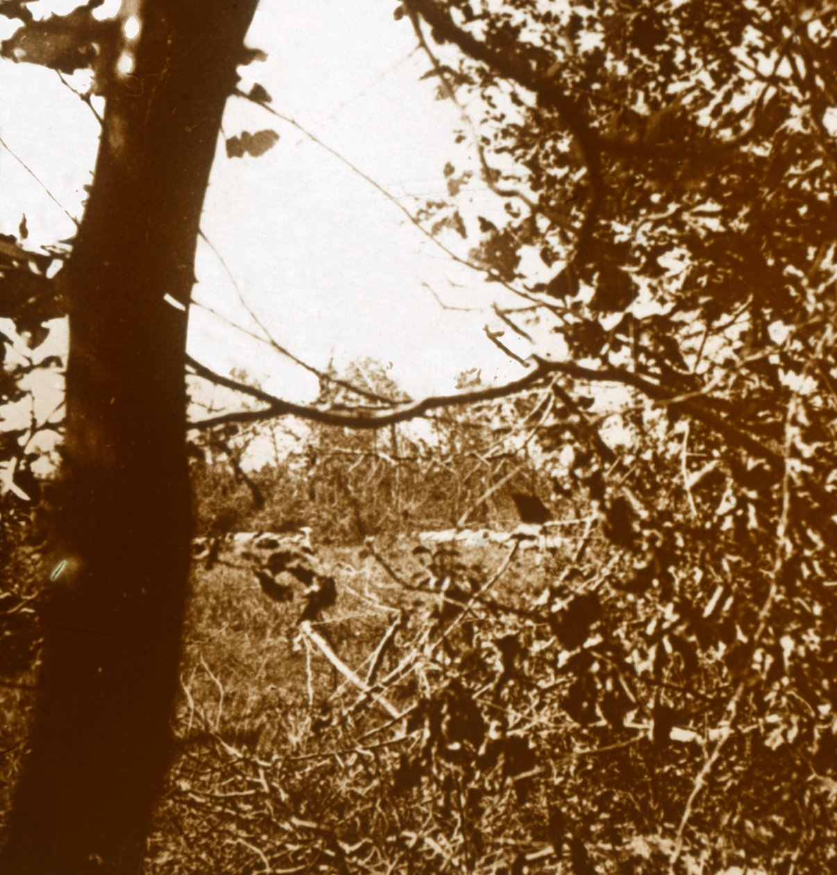 Tyske skyttergraver, c1914-c1918 av Unbekannt