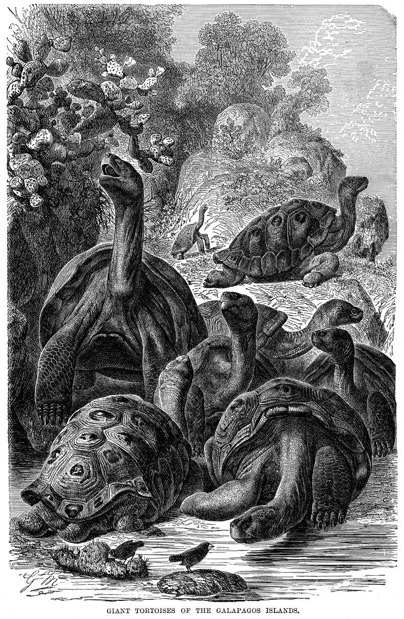 Kjempeskilpadder på Galapagosøyene som ble observert av Darwin, 1894 av Unbekannt