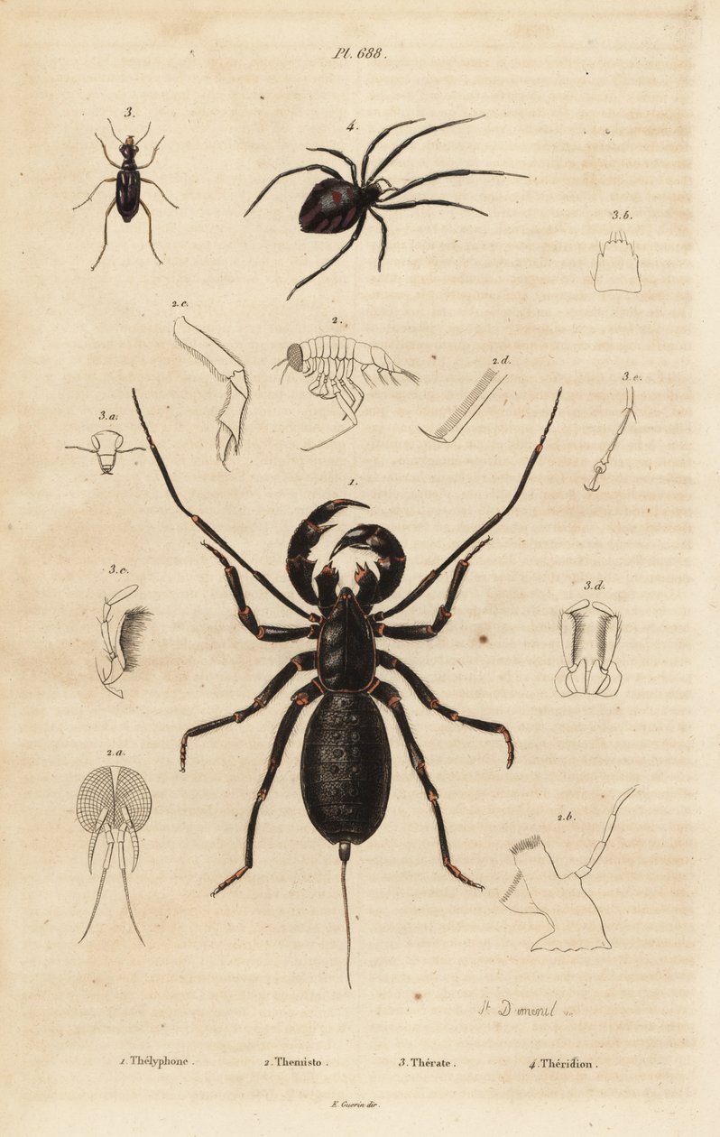 Kjempeviskeskorpion, Mastigoproctus giganteus, bille, Theratus-arter og spindelvev-edderkopp, Theridion-arter av Unbekannt