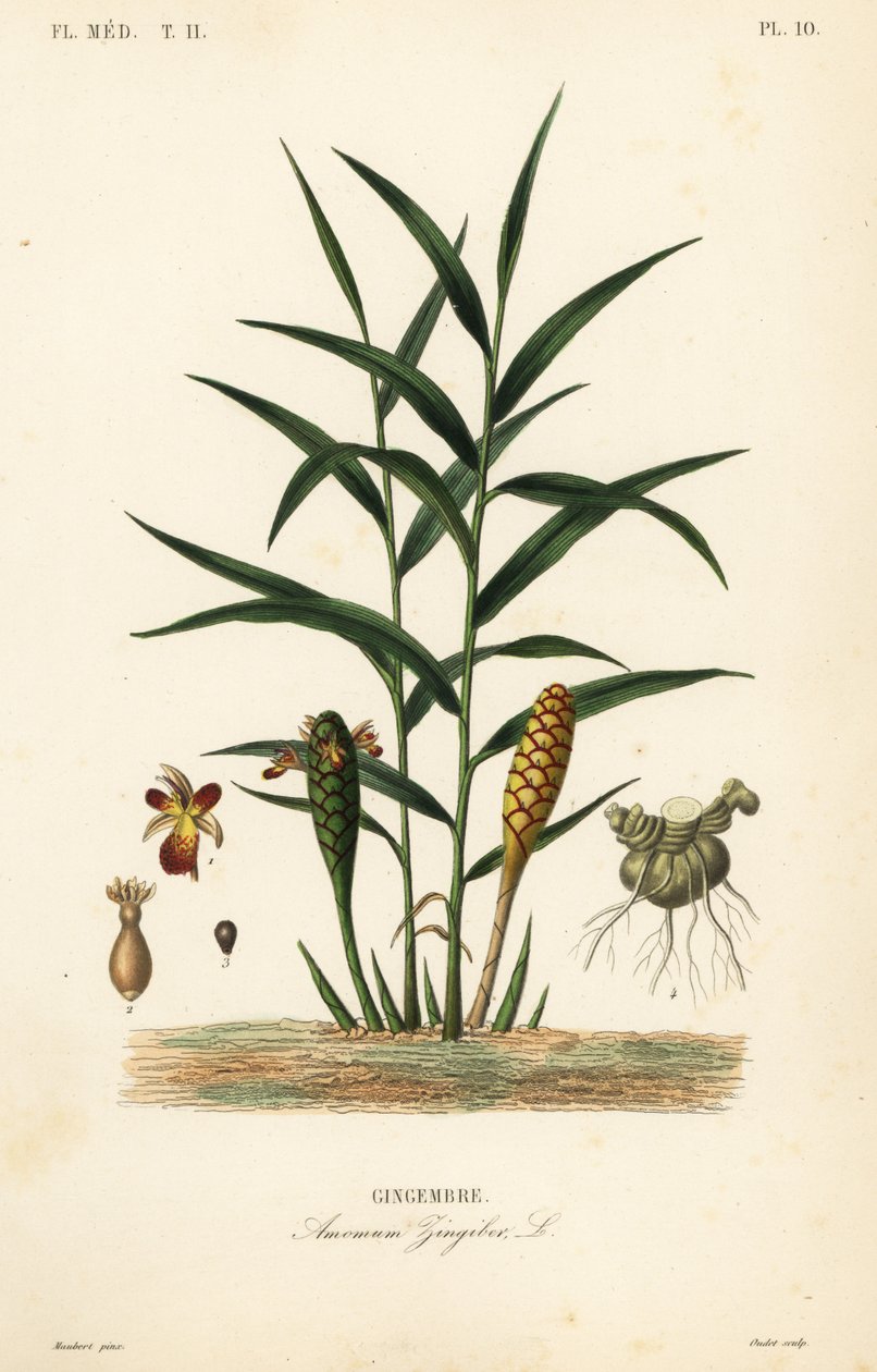 Ingefær eller ingefærrot, Zingiber officinale, Amomum zingiber, Gingembre av Unbekannt