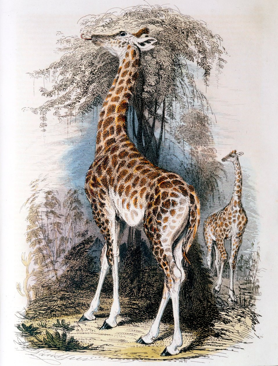 Giraffe surfer på et tre, 1836 av Unbekannt