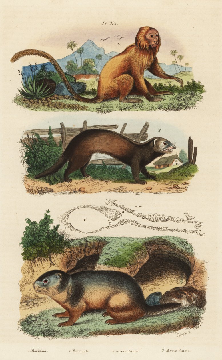 Gullløve tamarin, Leontopithecus rosalia, truet 1, alpin murmeldyr, Marmota marmota 2 og hi, og ilder eller stangkatt, Mustela putorius 3 av Unbekannt