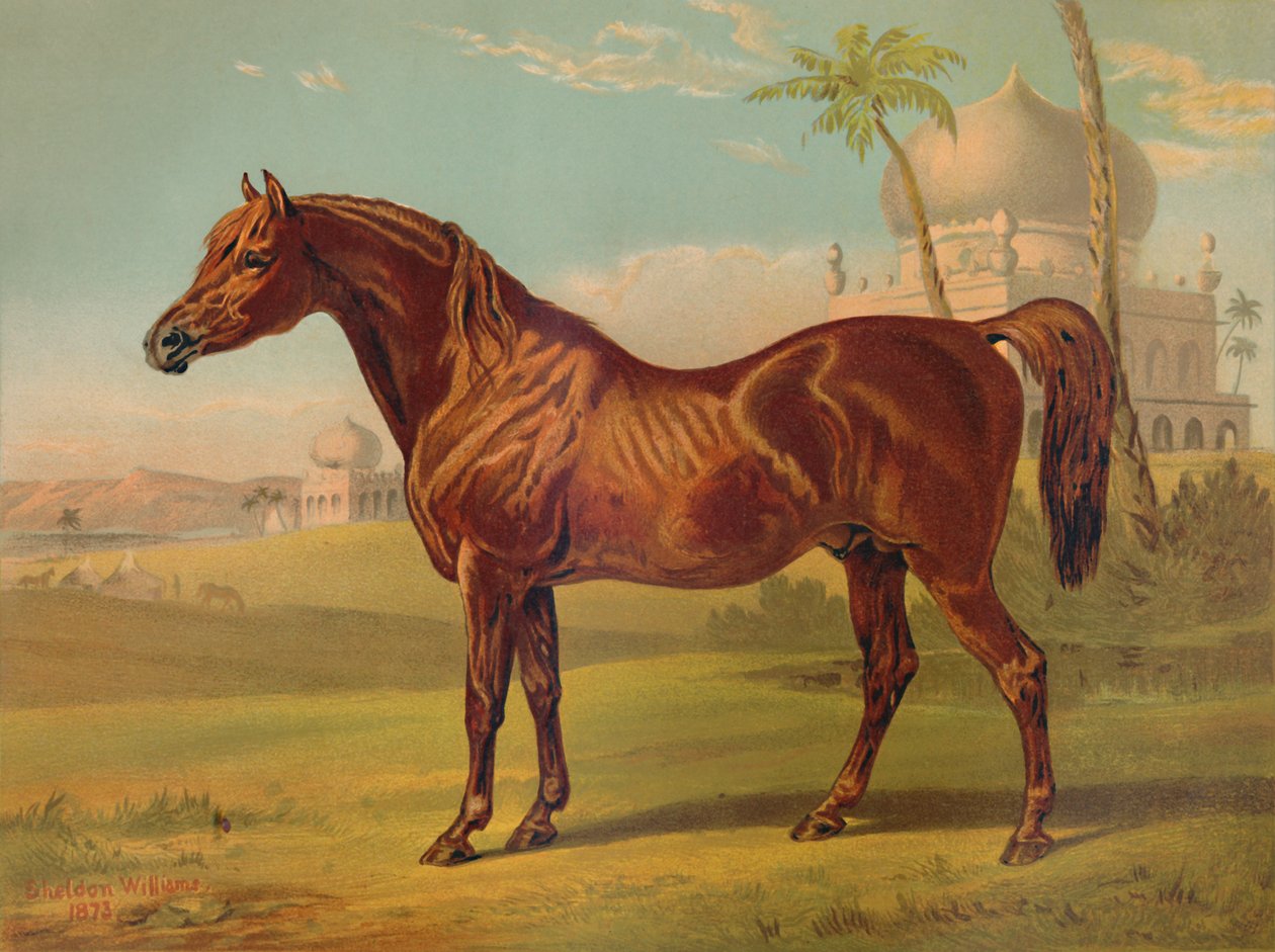Goldie, araber av høy klasse, c1879. av Unbekannt