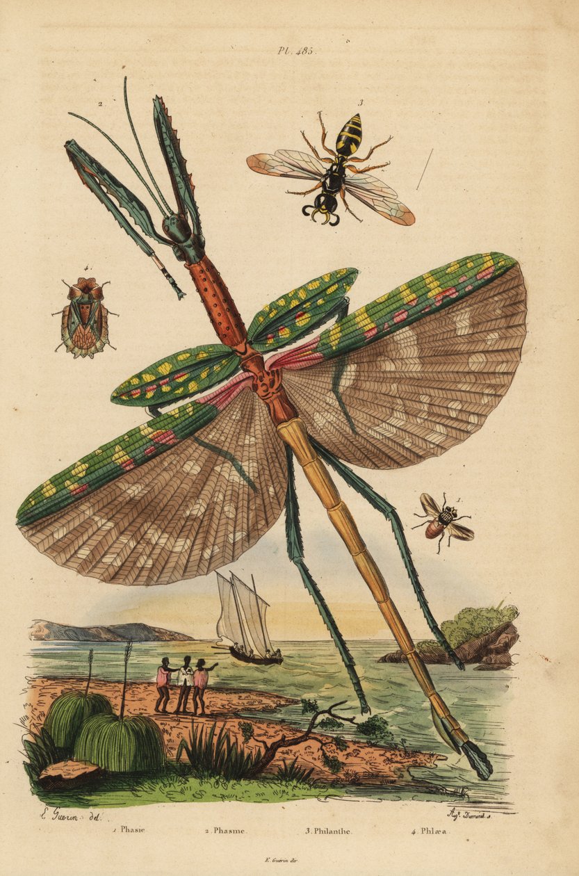 Goliat-pinnesekt, Eurycnema goliath, flue, Phasia-arter, biedreperveps, Philanthus triangulum, barkbug, Phloea corticata av Unbekannt