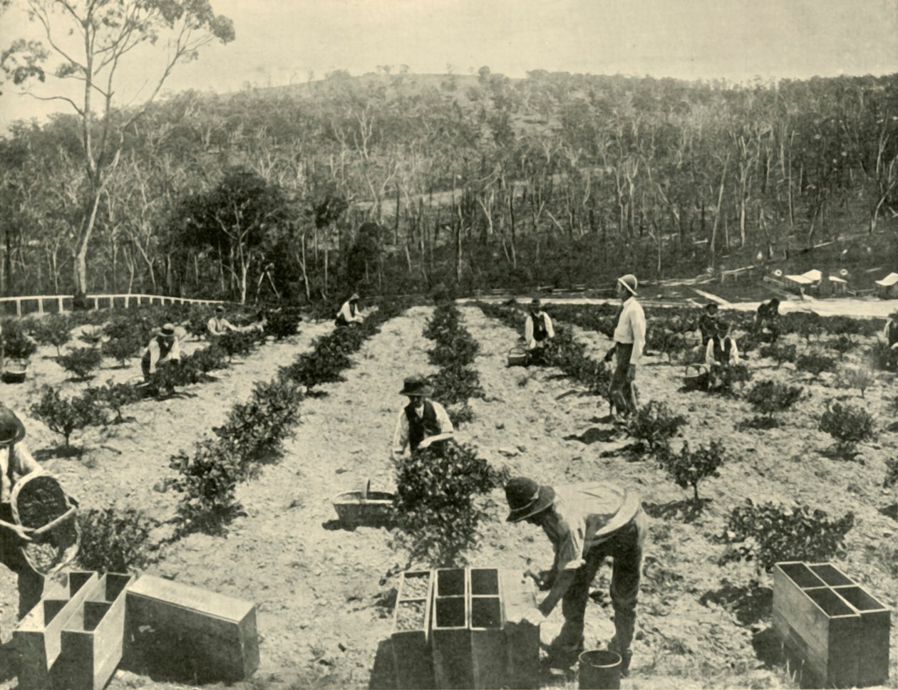 Stikkelsbærfarm, Glenbrook, 1901. av Unbekannt