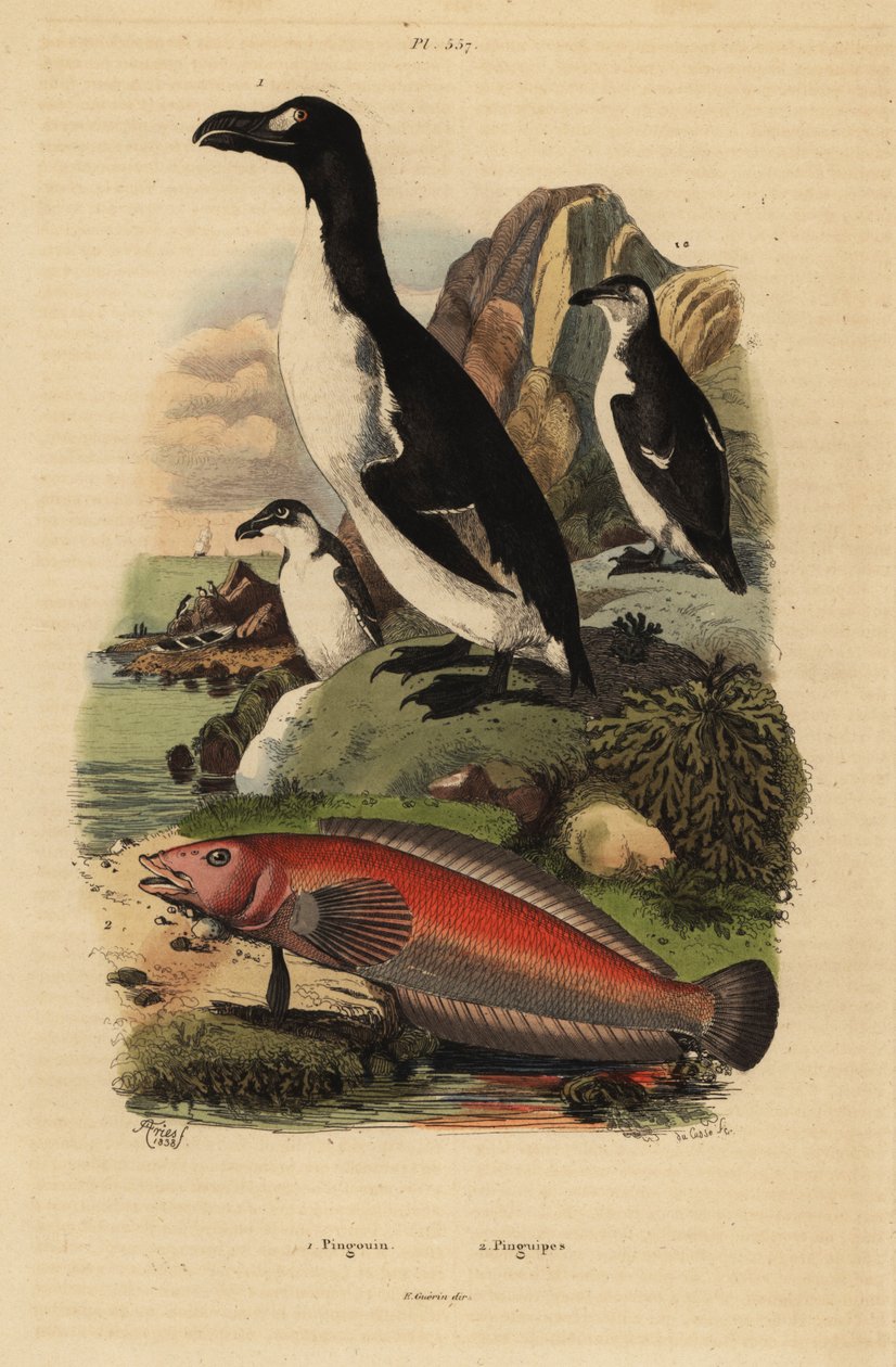 Alkefugl, Pinguinus impennis 1, utdødd, og brasiliansk sandabbor, Pinguipes brasilianus 2 av Unbekannt