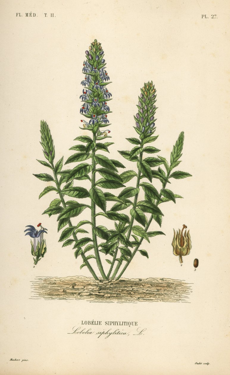 Flott blå lobelia, Lobelia siphilitica, Lobelia siphilitica, Lobelia syphilitique av Unbekannt