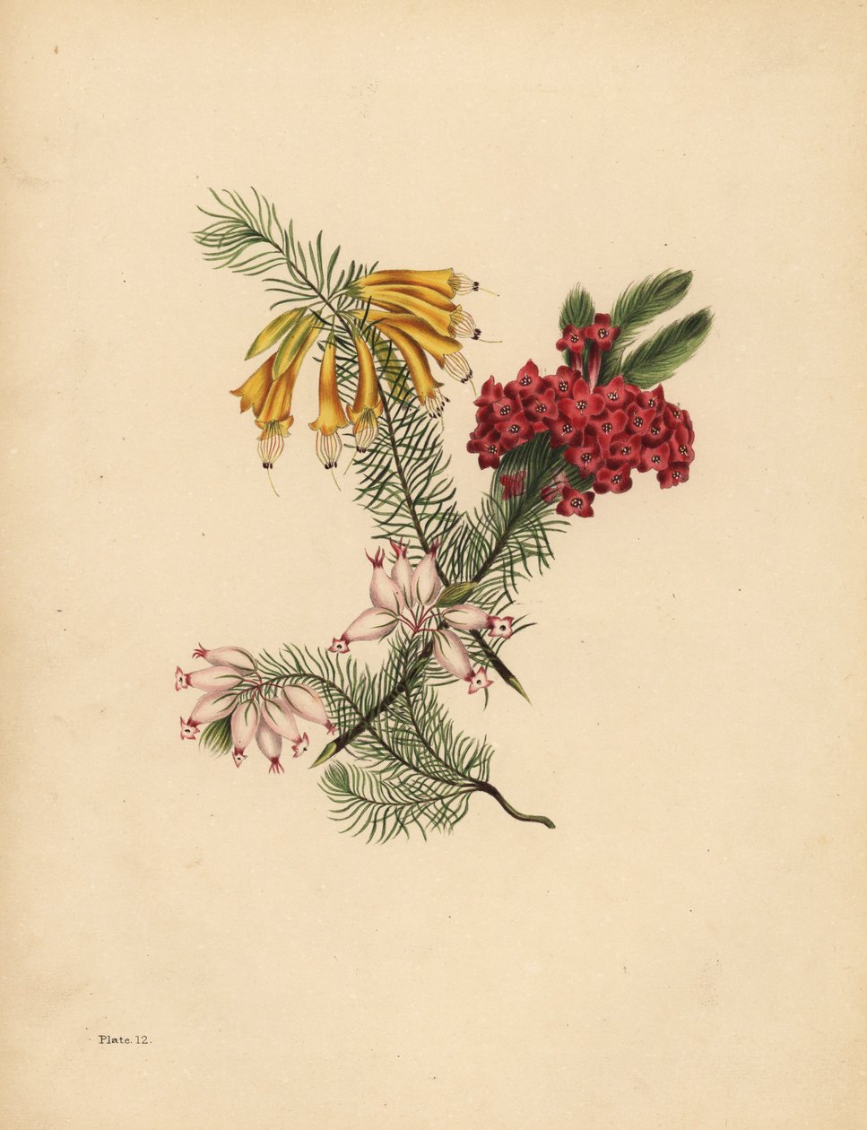 Storblomstret Heath, Knallrød Heath, Porselen Heath, Solitude av Unbekannt