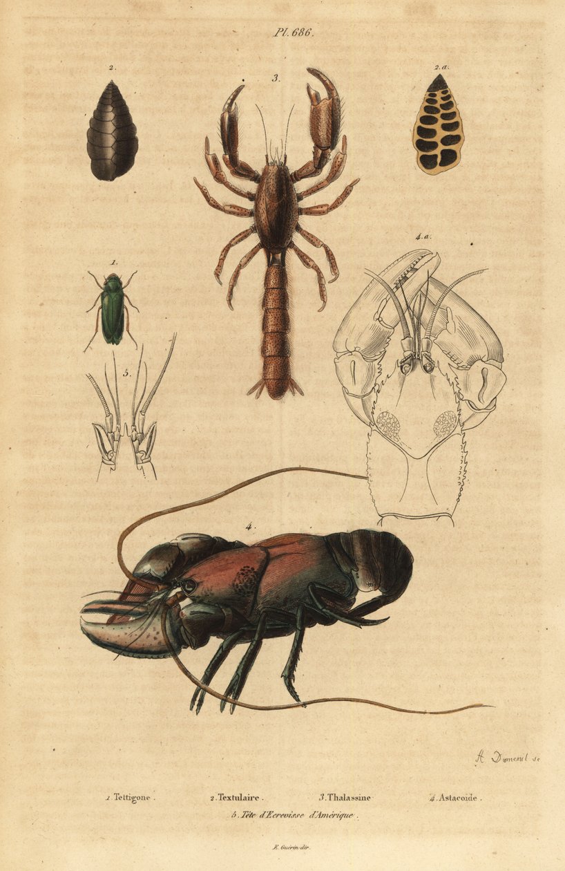 Stor grønn bush-cricket, Tettigonia viridissima 1, foraminifera, Bannerella gibbosa 2, skorpion mudderhummer, Thalassina anomala 3, kreps, Astacus goudotii 4 og hode av amerikansk langust 5 av Unbekannt
