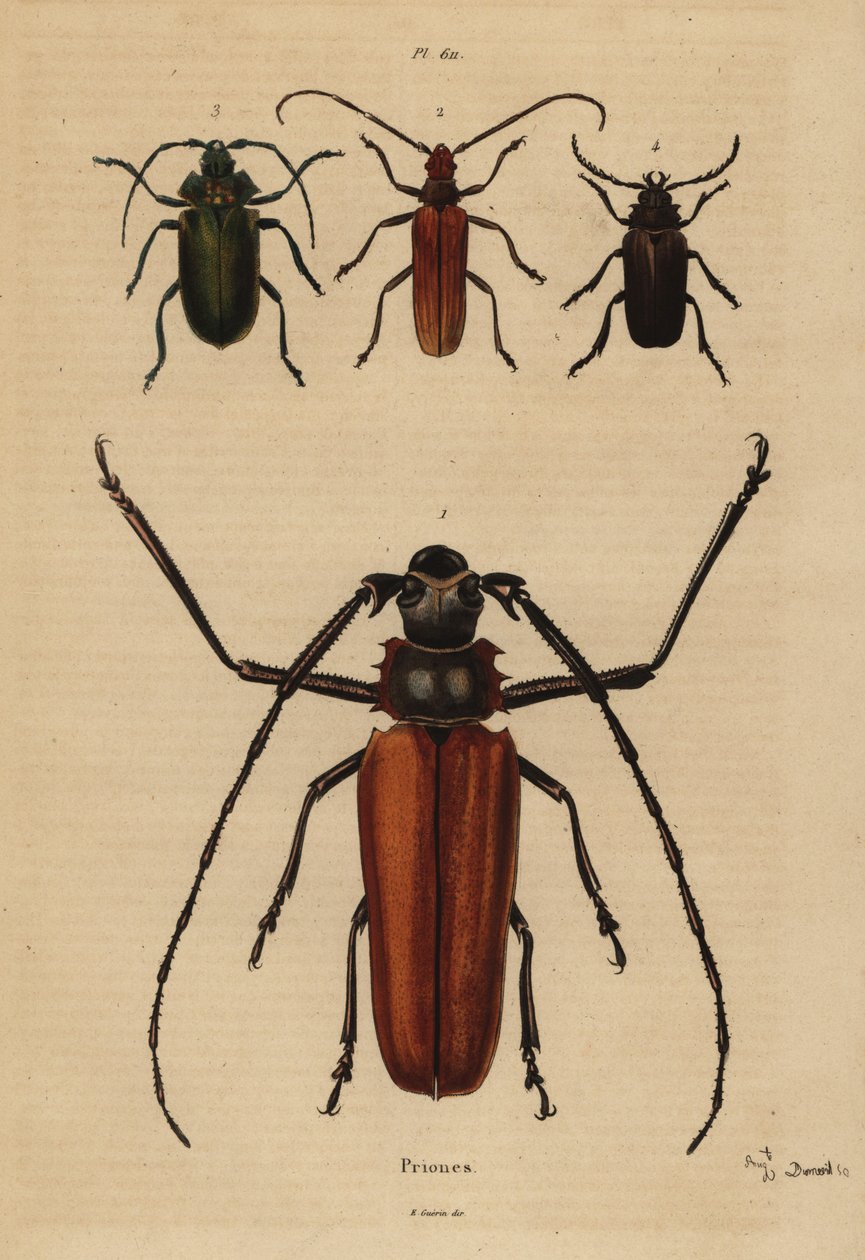 Stor langhornsbille, Enoplocerus armillatus 1, Aegosoma scabricorne 2, Pyrodes nitidus 3 og Prionus desmaretii 4 av Unbekannt