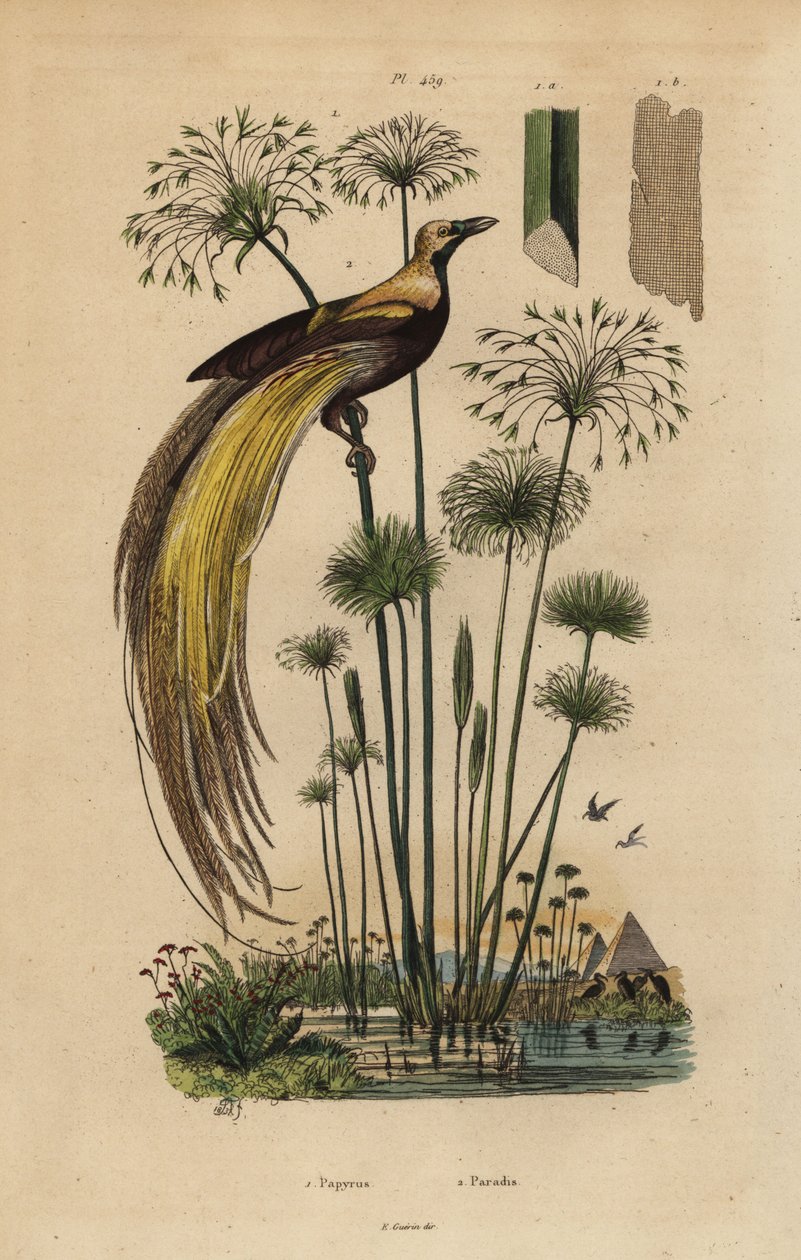 Større paradisfugl, Paradisaea apoda og papyrusgress, Cyperus papyrus av Unbekannt