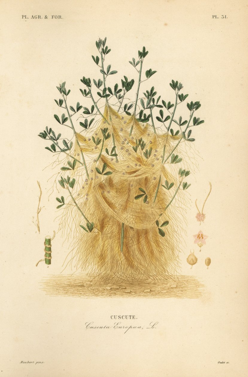 Store dodder eller europeisk dodder, Cuscuta europaea, cuscute av Unbekannt