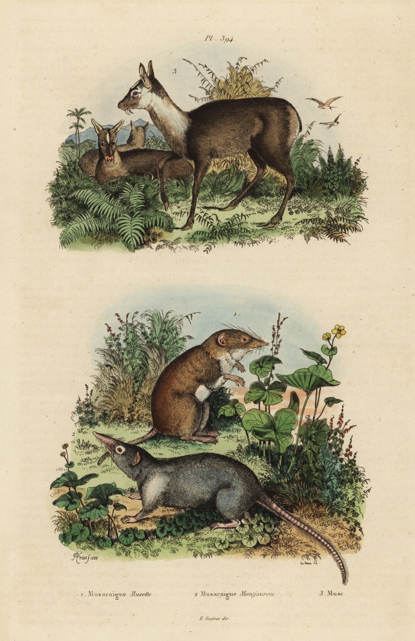 Hvittann spissmus, Crocidura russula 1, grå moskussmus, Suncus murinus 2 og mørk moskushjort, Moschus fuscus, truet 3 av Unbekannt