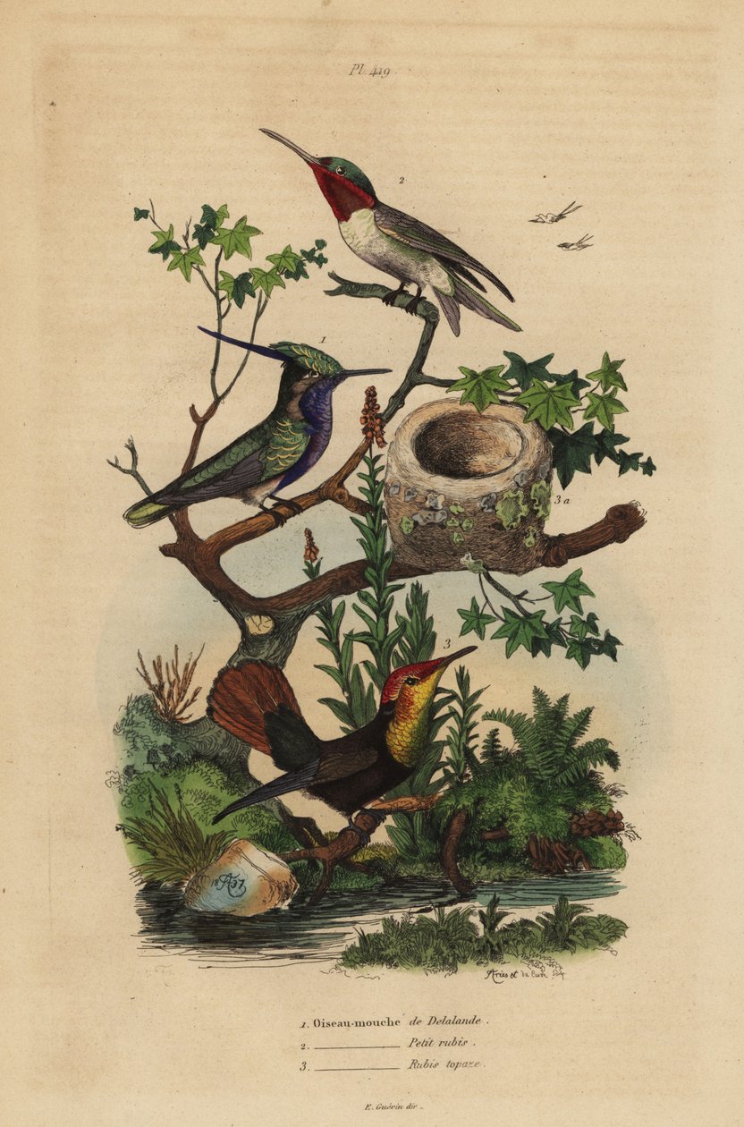 Grønnkronet plovercrest, Stephanoxis lalandi, rubin-throated kolibri, Archilochus colubris, og rubin-topaz kolibri og reir, Chrysolampis mosquitus av Unbekannt