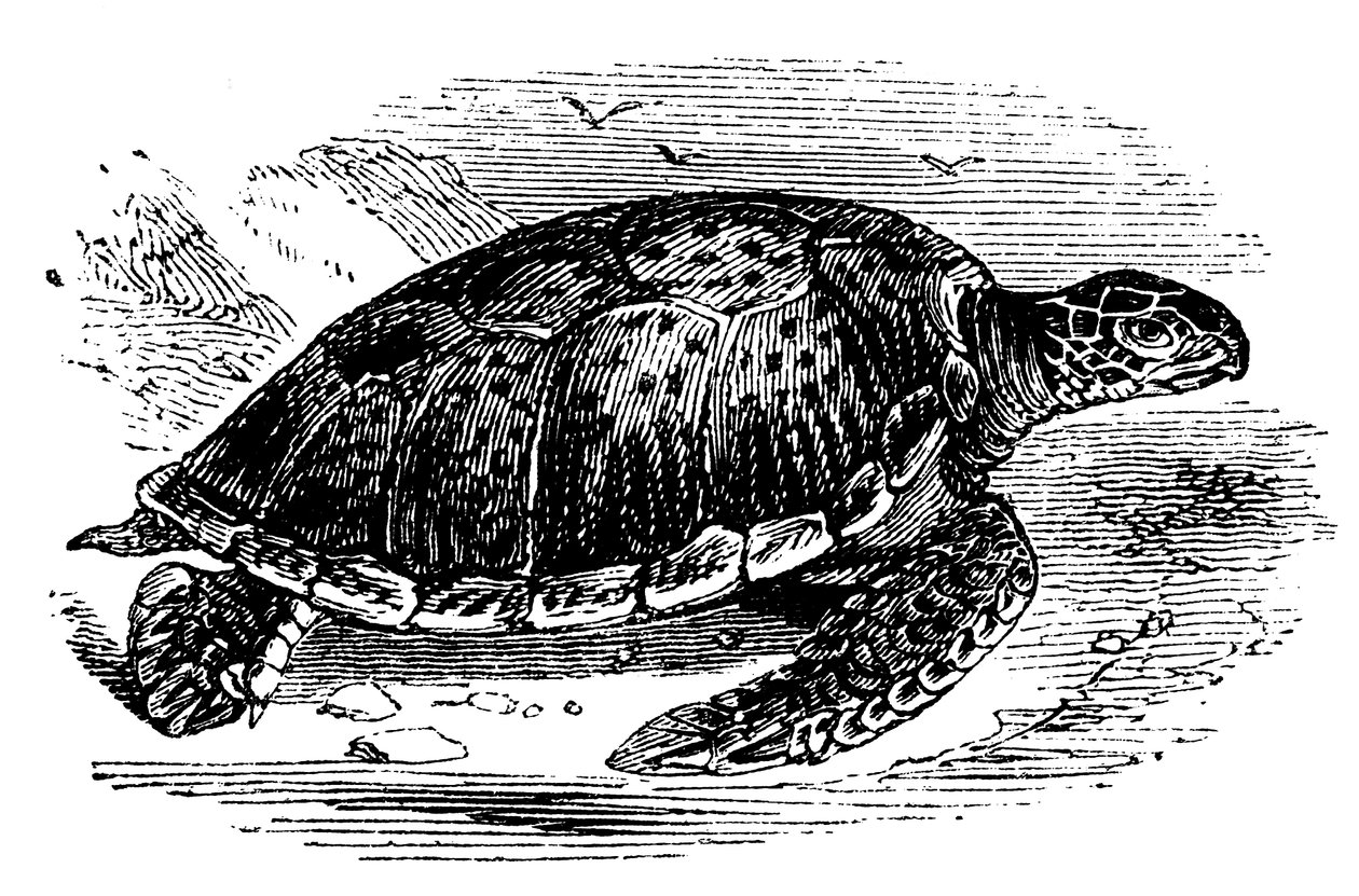 Grønn skilpadde Chelone mydas, c1890 av Unbekannt