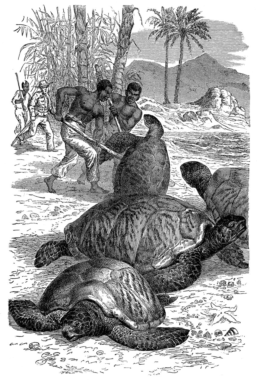 Grønn skilpadde ble fanget av jegere, 1884 av Unbekannt