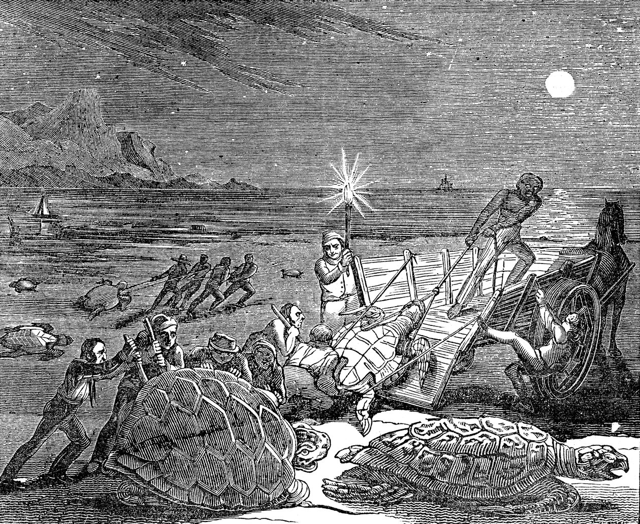 Grønne skilpadder og Loggerhead-skilpadder fanget på kysten av Cuba, 1832 av Unbekannt