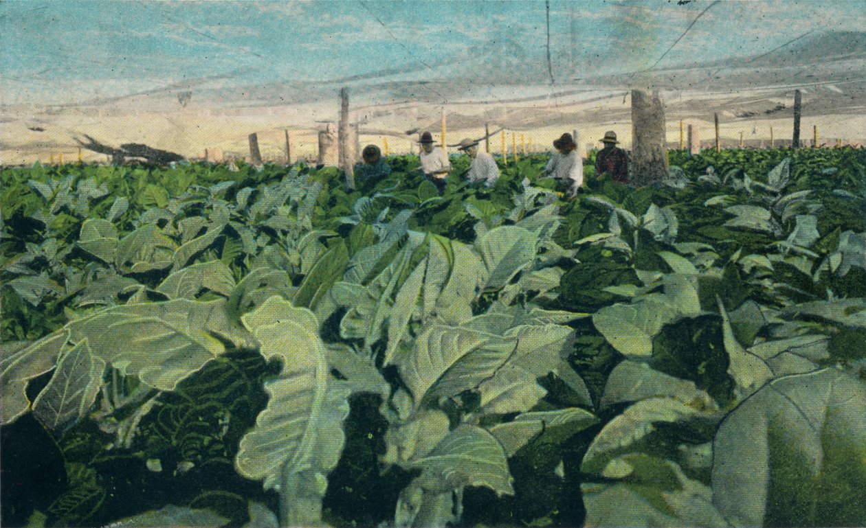 Dyrking av tobakk, Cuba, 1909 av Unbekannt