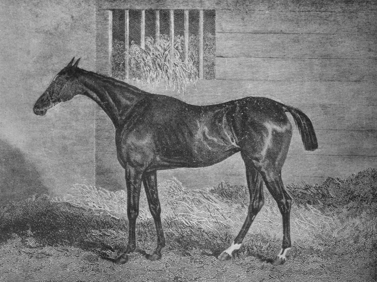 Gulnare, 1800-tallet, 1911 av Unbekannt
