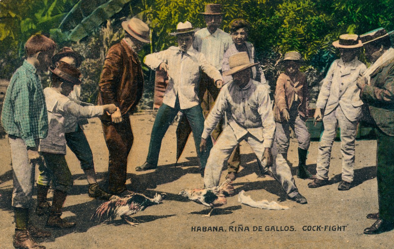 Havanna. Hane neshorn. Hanekamp, ​​ca. 1900-tallet av Unbekannt